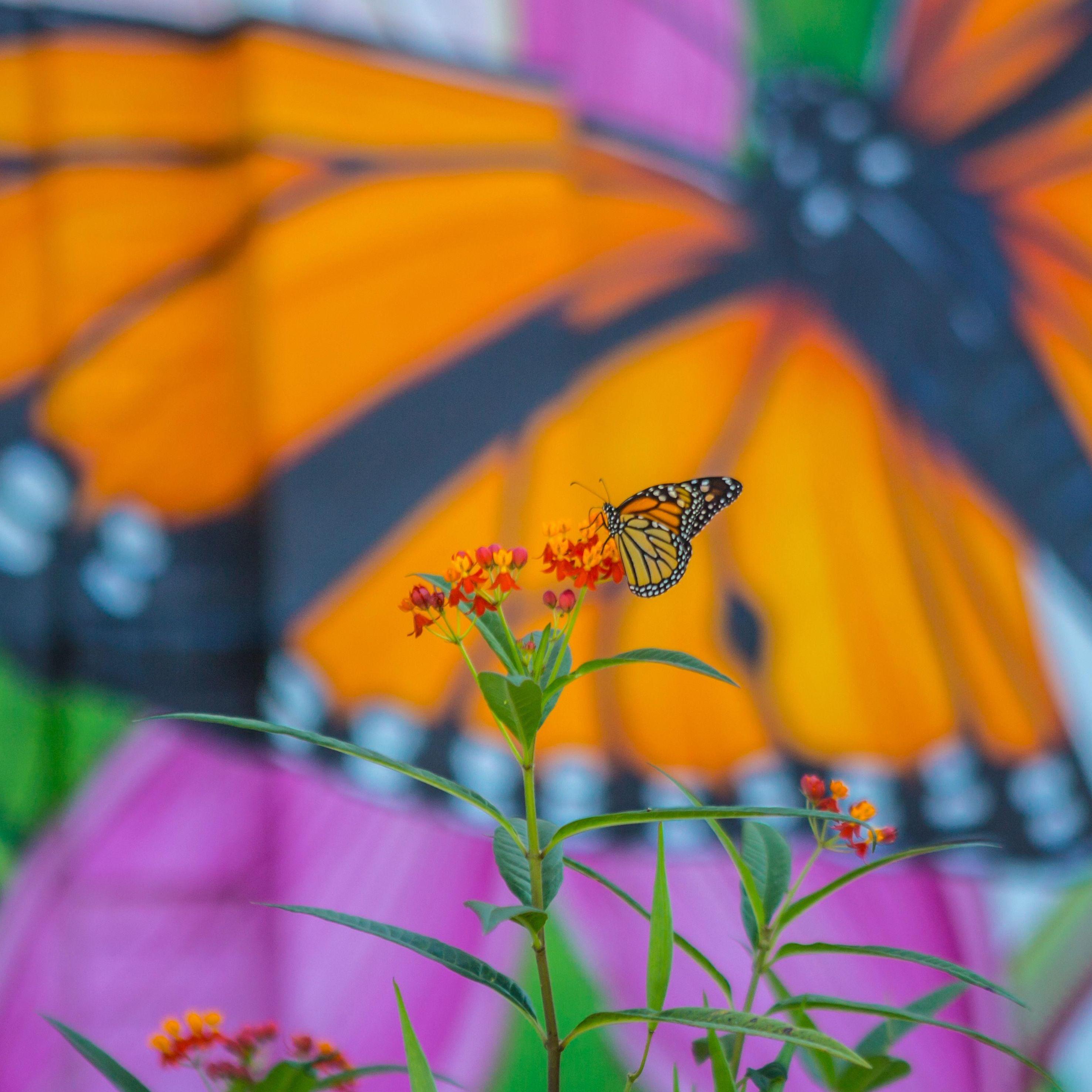 The Nature Conservancy Alongside Lead Collaborator Full Sail University Launch “The Monarch Initiative” - Thumbnail